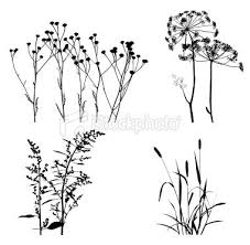 33 Graser Ideen Gras Botanische Zeichnung Botanische Illustration