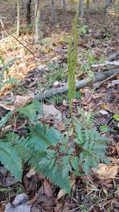 Image result for Vandenboschia gigantea