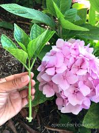 As your hydrangea grows, it will require repotting. Propagate Hydrangea Cuttings 99 Success Rate A Piece Of Rainbow