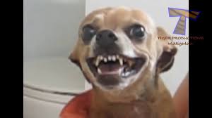 Larger dogs will need more space so choosing somewhere such as a shower or bathtub can work well. Topklik On Twitter Funny Pet Dogs Really Hate Bath Link Https T Co H4ewyzwndw Angrydog Animalfictionalcharacter Cat Cute Dogbarking Dogin Https T Co Xhyajp8vgw