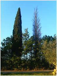 Cypress canker causes italian cypress trees to exhibit leaking sap from areas along the trunks and branches. A Common Cypress Cupressus Sempervirens L Tree Killed By Cypress Download Scientific Diagram