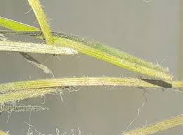 Image result for Stuckenia