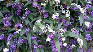Arbusto sempreverde che produce grandi fiori bianchi, molto profumati, usati anche per l'estrazione del profumo. Piante Rampicanti Quali Al Nord O Al Sud Passione In Verde