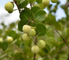 Image result for Chrysobalanus icaco