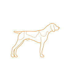 #drawsocutedogs learn #howtodraw a cute labrador or golden retriever puppy dog easy, step by step drawing tutorial. Golden Retriever Dimensions Drawings Dimensions Com