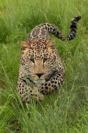 Google Image Result For Http Upload Wikimedia Org Wikipedia Commons Thumb 4 43 Charging Leopard 001 Jpg 220px Charging Animals Beautiful Animals Animals Wild