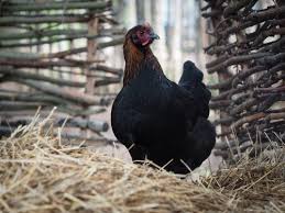 There are many color varieties available of marans chicken. Considering Marans Chickens The 14 Things You Must Em Know First The Featherbrain