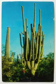 Encuentra imágenes de alta resolución y gran calidad en la biblioteca de getty images. Snail Mail Saturday Vintage Postcards Postcard Vintage Cactus Vintage Postcards