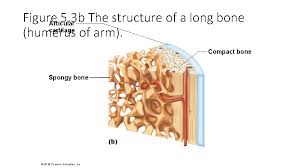 The clavicle is one of the most commonly broken bones in the human body. Bone Structure Structure Of Bone Long Bone Anatomy