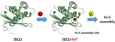 Iron Insertion at the Assembly Site of the ISCU Scaffold Protein Is a  Conserved Process Initiating Fe–S Cluster Biosynthesis | Journal of the  American Chemical Society