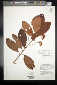 Image result for Ardisia buesgenii