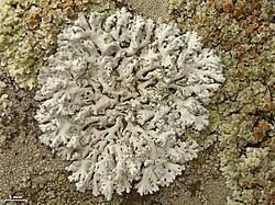 Image result for Physotrichia