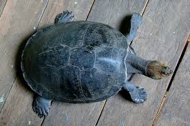 Tracaja Podocnemis Unifilis Beautiful Sea Creatures Animals And Pets Turtle