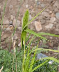Image result for Setaria viridis
