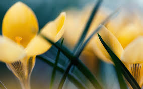 Untuk warna sekunder merupakan warna campuran dari warna warna premier, contohnya warna oranye, warna hijau dan warna ungu. Wallpaper Sinar Matahari Bunga Bunga Alam Rumput Bunga Kuning Hijau Mekar Warna Kuning Kemerahan Lili Menanam Narsisis Flora Daun Bunga Botani Tanaman Tanah Tanaman Berbunga Merapatkan Fotografi Makro Batang Tanaman 2880x1800