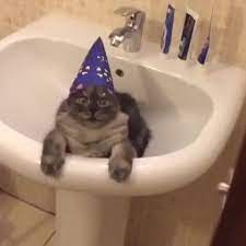101 Funny Cat Birthday Memes For The Feline Lovers In Your Life Cat Birthday Memes Wizard Cat Happy Birthday Cat