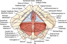 Download 220+ royalty free human body parts labeled vector images. Imaging Of The Female Perineum In Adults Radiographics