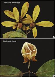 Image result for Marquesia macroura