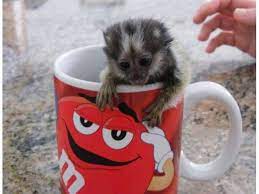 Marmoset Monkeys Marmoset Monkey Cute Baby Monkey Monkeys For Sale