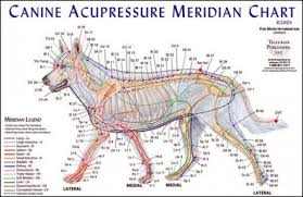 Acupressure Techniques For Dogs With Arthritis Pet