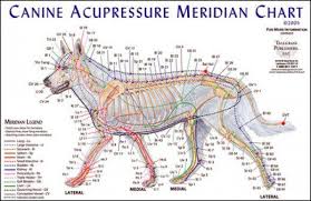 acupressure techniques for dogs with arthritis pet