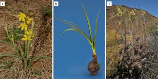 Image result for Gnidia burchellii