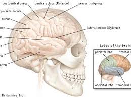 Dolphins beat us there with their amazingly complex brain folds. J0eddlv 1tcm4m