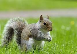 Squirrels (scuiridae) can eat or damage all kinds of fruits, including citrus. Why Do Squirrels Like To Eat Oranges Quora