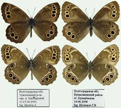 Image result for Lopinga achine