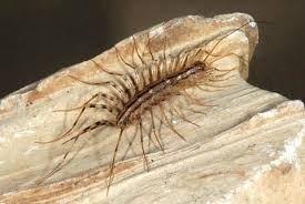 Peinture ou comment s'en débarrasser (painting or how to get rid of it) is the french and italian catalogue of the group exhibition under the same name, curated by éric de chassey at the french academy in rome, villa medici. Extermination Mille Pattes Scutigeres 911 Exterminateur