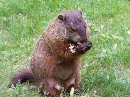 Home Remedies To Get Rid Of Groundhogs Naturally Get Rid Of Groundhogs Groundhog Repellant Get Rid Of Rats
