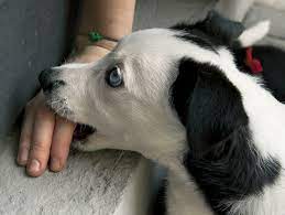 Dog Mouthing Why Dogs Do It How To Stop It Petfinder Petfinder