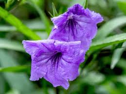 Image result for Ruellia praetermissa