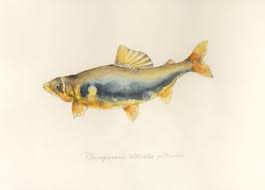 Japanese Gyofu Gaka Fish Artist Yusei Nagashima Artworks Fish Illustration Fish Art Fish Painting