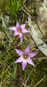 Image result for Romulea camerooniana