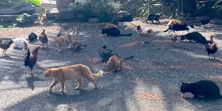 Hawaii Invasive Species Council Resolution 19 2 Keeping Cats Indoors Using Peer Reviewed Science