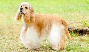 Image result for americký kokršpaněl