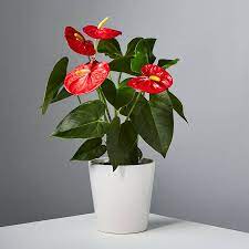 Red Anthurium Plant Anthurium Plant Anthurium Planting Flowers