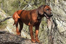 Der bayerischer gebirgsschweißhund ist ruhig und ausgeglichen und dabei empfindsam der bayerischer gebirgsschweißhund stammt so wie der hannoversche schweißhund auch von den. Bayerischer Gebirgsschweisshund Osterreichischer Schweisshundeverein