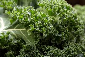 Or you can take them out, if you are not used to eating lots of fiber, or if you want to make a more delicate dish. Kale Description Nutrition Facts Britannica