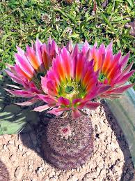 My old lady cactus, a.k.a mammillaria hahniana, has a baby offset answer: West Texas Rainbow Cactus Blooms Rainbow Cactus Cactus Bloom