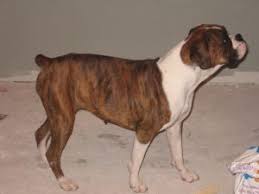 Puppyfinder.com is your source for finding an ideal boxer puppy for sale in usa. Boxer Puppies In Louisiana