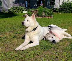Rescue Of The Month Maine Coast Animal Rescue By Susan Spisak Downeast Dog News