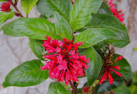 Image result for Cestrum elegans