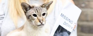 We would like to show you a description here but the site won't allow us. What To Do If Your Cat Goes Missing Purina