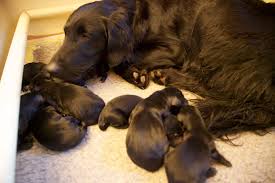We did not find results for: Working Flat Coated Retriever Breeders