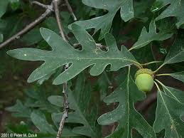 Image result for white oak leaf
