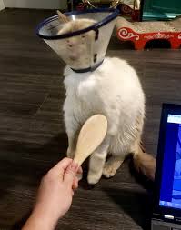 Maybe you would like to learn more about one of these? Our System He Licks The Cone And Thinks He S Grooming Himself While I Brush Him With A Damp Brush Cats