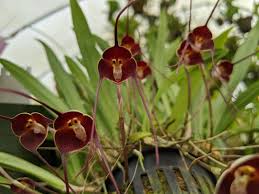 Monkey face orchid - Dracula benedictii ...