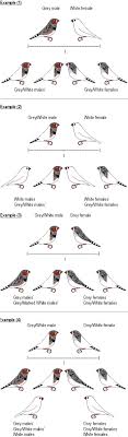 Zebra Finch Mutations South East Qld Zebra Finch Society Goruntuler Ile Kus Muhabbet Kuslari Hayvanlar